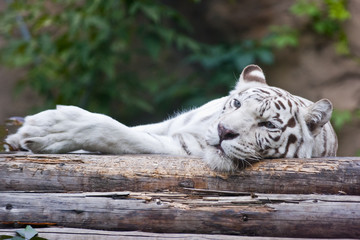 White tiger lying on wood