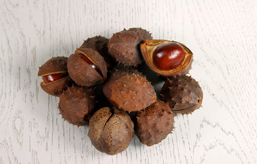 Chestnut on wooden substrate