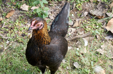 Chicken stand on ground