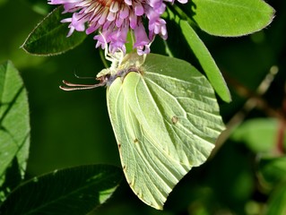 Common Brimstone butterfly Gonepteryx rhamni sitting on a flower