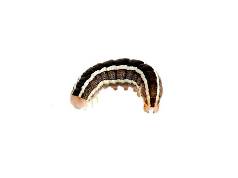 Caterpillar of The Broom Moth Melanchra pisi on white background