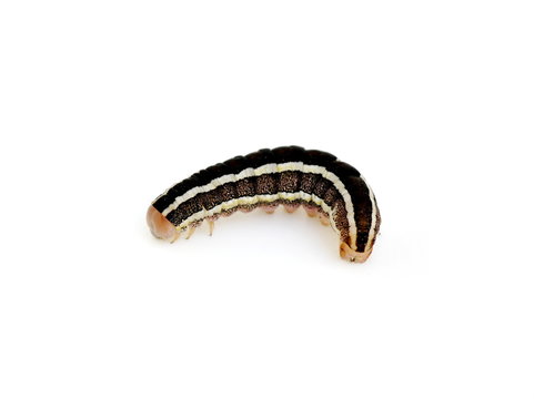 Caterpillar of The Broom Moth Melanchra pisi on white background