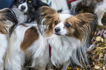 Gorgeous papillons standing  in autumn forest