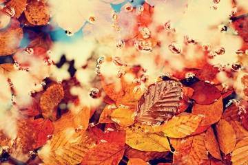 Fallen beech leaves and stones in water of mountain river, first colorful leaves bellow mirror...