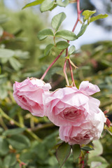A photo of delicate pink roses in a rose garden on a blurred natural background with bokehs