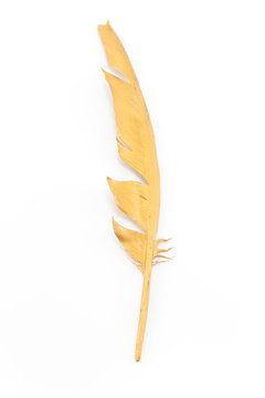 Gold Feather Isolated On White
