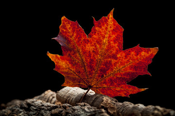 autumn leaves maple