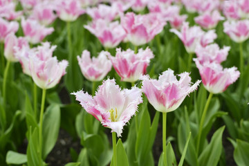 Obraz na płótnie Canvas Sprigtime tulips