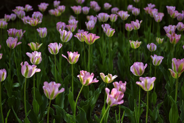 Sprigtime tulips
