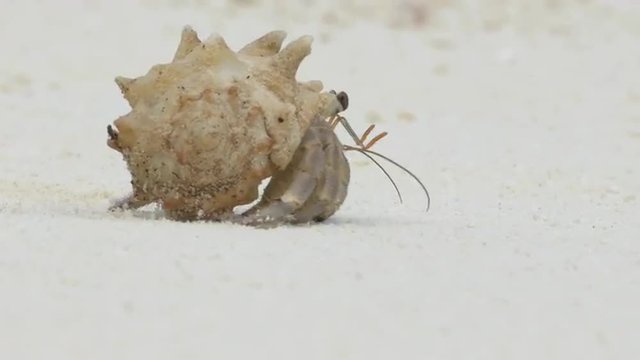 CLOSE UP: Hermit crab in Maldives island