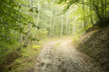 Fototapeta premium Mystical path