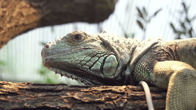 CLOSE UP: Green iguana