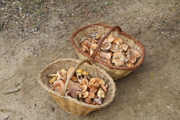 Saffron milk cap and red pine mushroom