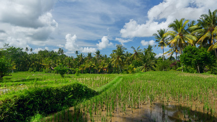 Fototapeta na wymiar Rice field near the town of Ubud