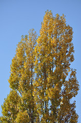 Fototapeta premium Herbstlicher Baum und blauer Himmel als Hintergrund