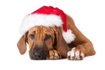 adorable rhodesian ridgeback puppy in a santa hat © otsphoto