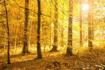 Beautiful bright golden sun light in the autumn forest landscape. Lovely gold, orange and yellow color leaves on the forest floor.