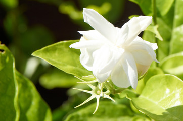 Jasmine bloom in garden