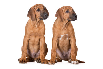 two rhodesian ridgeback puppies sitting together