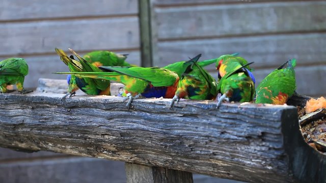 Loris d'Australie