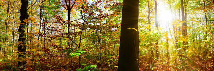 Obraz premium Sunrise in the forest