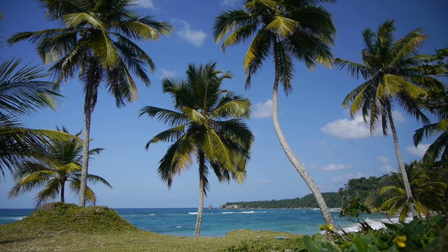 Palms on a tropical beach