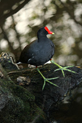 Gallinula chloropus / Камышница