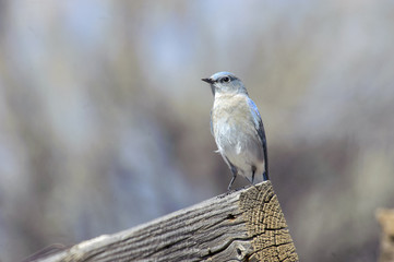 Mountain Bluebird (Sialia currucoides), Sand Wash Basin,  , Colorado, USA