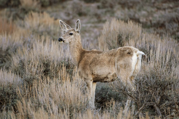 Mule Deer (Odocoileus hemionus), Sand Wash Basin, Colorado, USA