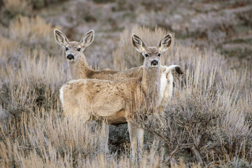 Naklejka na ściany i meble Mule Deer (Odocoileus hemionus), Sand Wash Basin, Colorado, USA