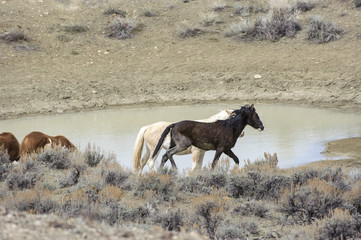Fototapeta na wymiar Wild horse (equus cabals) - mustangs, Sand Wash Basin, Wyoming, USA