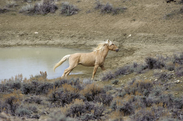 Wild horse (equus cabals) - mustangs, Sand Wash Basin, Wyoming, USA