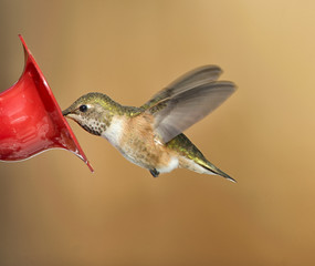 Rufous Hummingbird (Selasphorus rufus), Gabriola Island, British Columbia, Canada