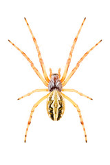 Spider Aculepeira armida isolated on white background, dorsal view.