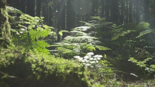 SLOW MOTION: Trees, roots and moss in the sunny woods