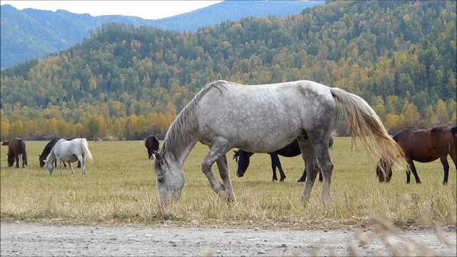 in September 2015, near the village of Multa, Altai Republic, horses in the Altai.