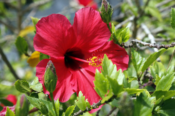 Hibiscus © oliver berkhausen