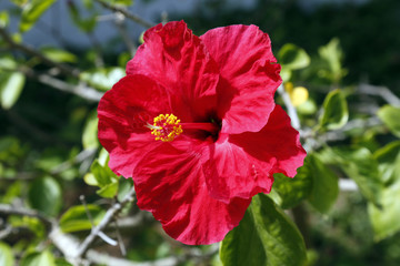 Hibiscus © oliver berkhausen