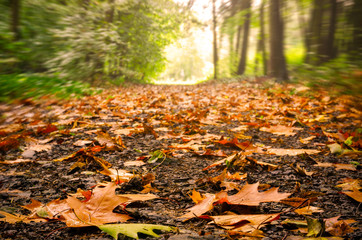 Fototapeta na wymiar Forest landscape with leaves fallen on a trail. Sunlight at the edge of the forest. Background blurred on purpose 
