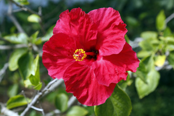 Hibiskus © oliver berkhausen