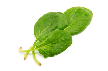 Spinach on a white background