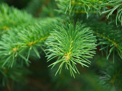 green fir tree or pine branches