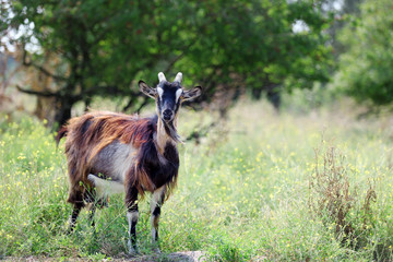 Goat on meadow