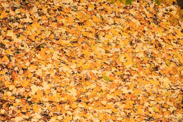 Background or texture of fallen autumn fall leaves