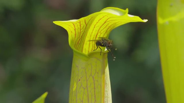 SLOW MOTION: Fly eating the juice of carnivorous plant