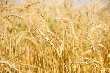 Wheat Field