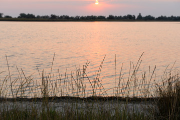 Grass on the sea and sky background at sunset