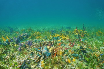 Fototapeta na wymiar Seafloor with coral and colorful sea sponges
