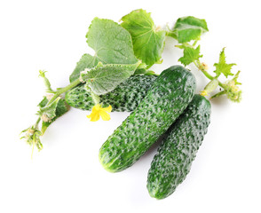 Fresh natural cucumbers with leafs isolated on white