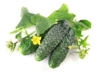 Fresh natural cucumbers with leafs isolated on white